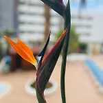 Appartamento Blue Ocean Costa Adeje 502 *