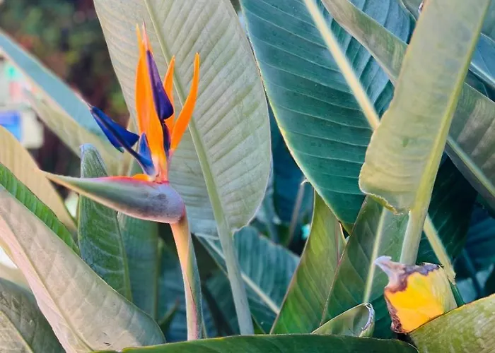 Apartment Blue Ocean Costa Adeje 502 Playa de las Americas (Tenerife)