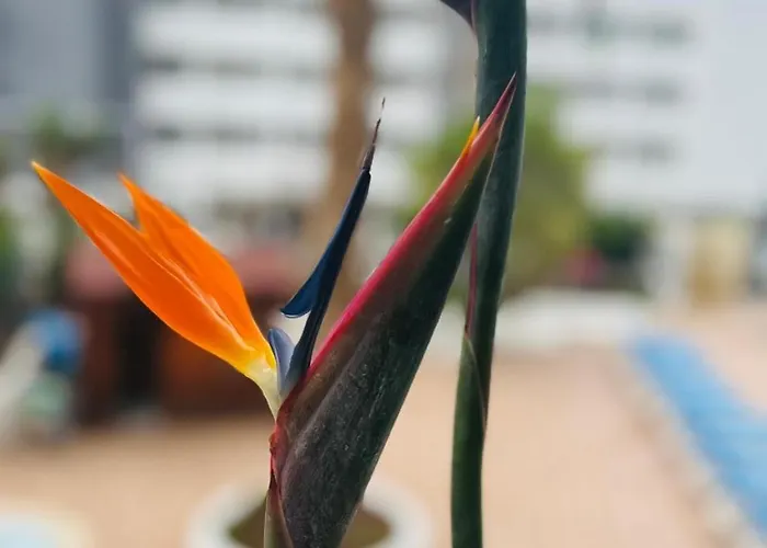 Apartment Blue Ocean Costa Adeje 502 *