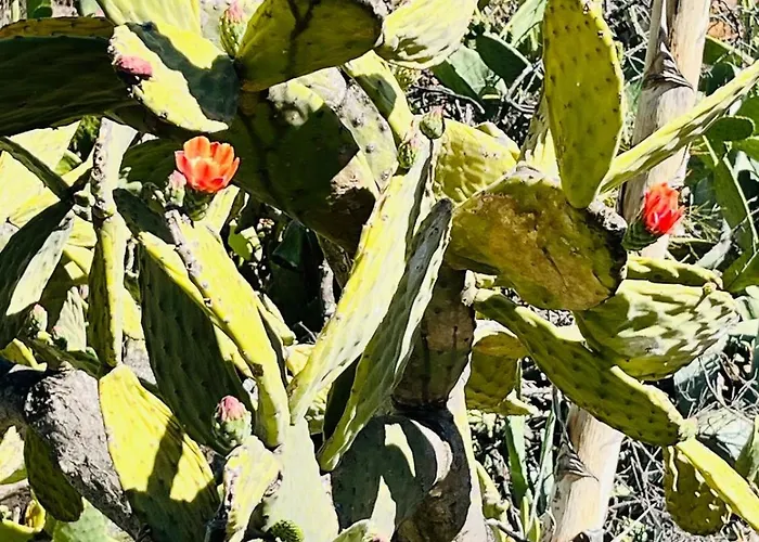 Apartment Blue Ocean Costa Adeje 502 *