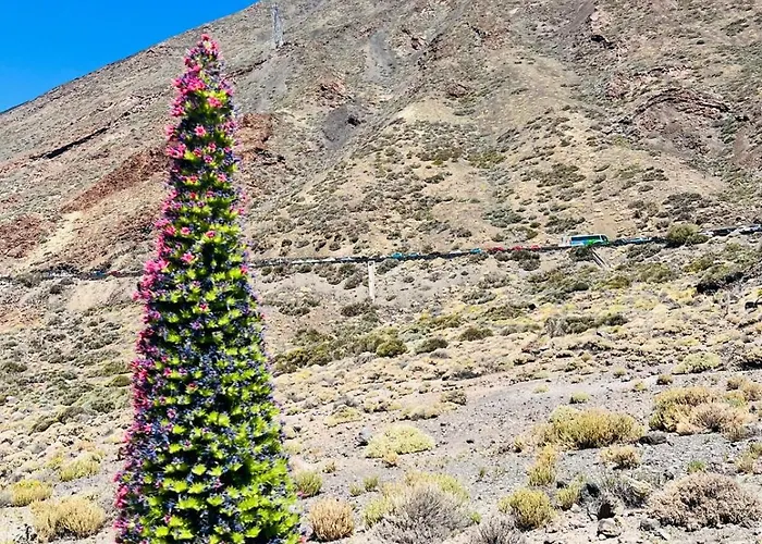 Blue Ocean Costa Adeje 502 Apartment Playa de las Americas (Tenerife)